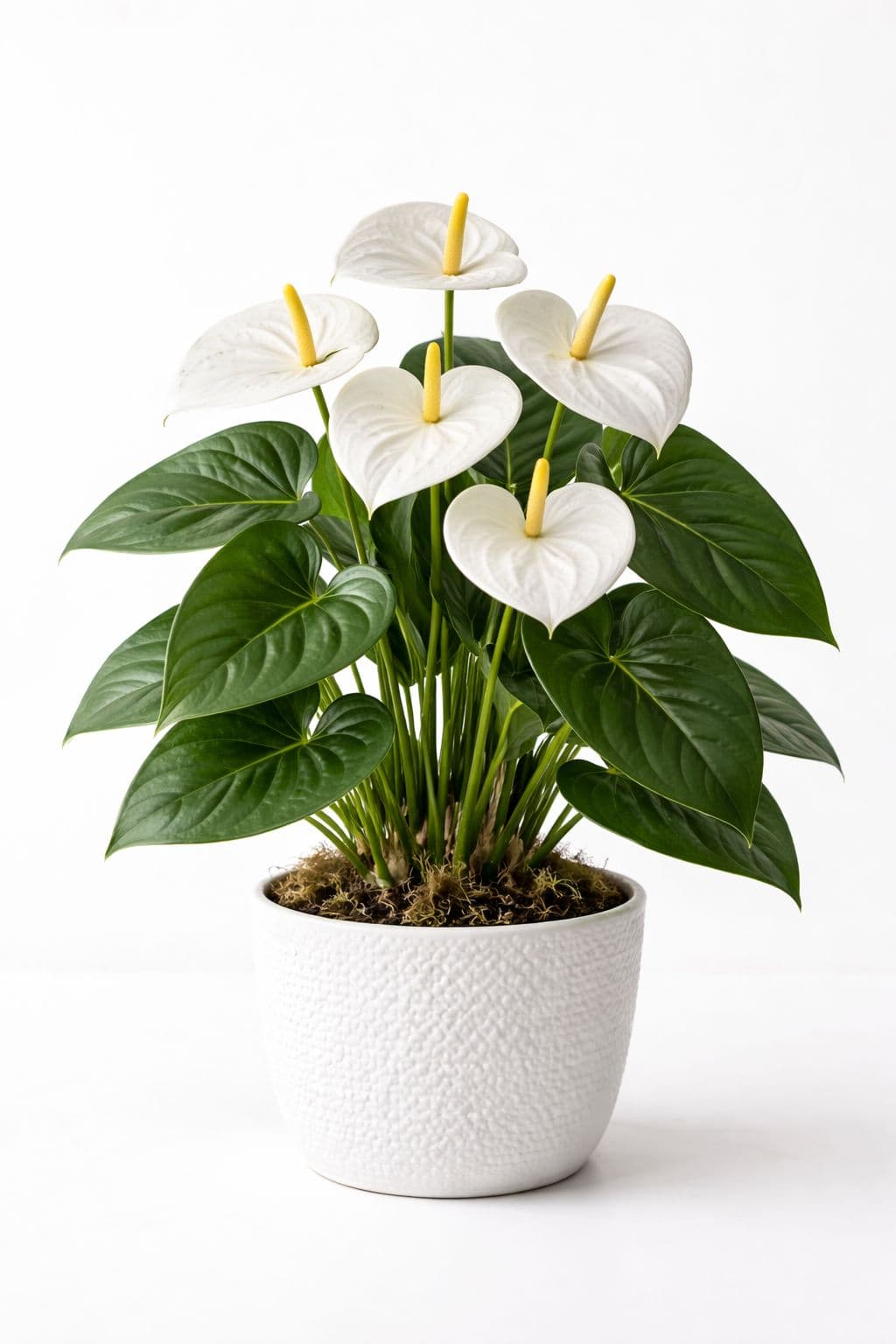 עציץ אנטוריום לבן